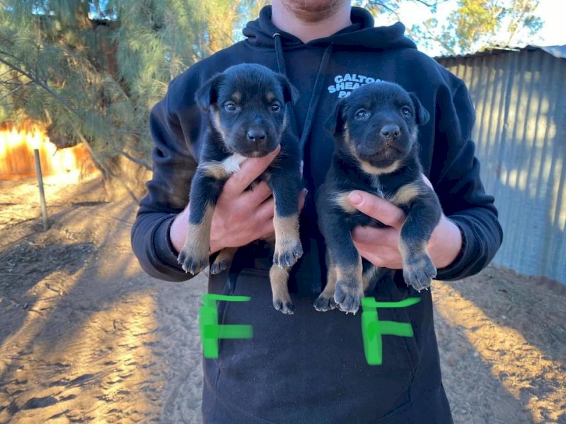 Working Puppies For Sale