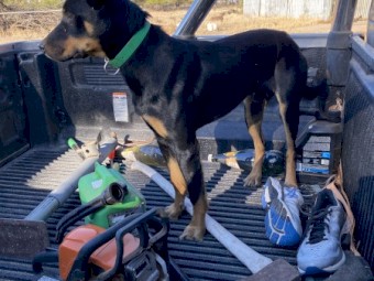 Working Puppies For Sale