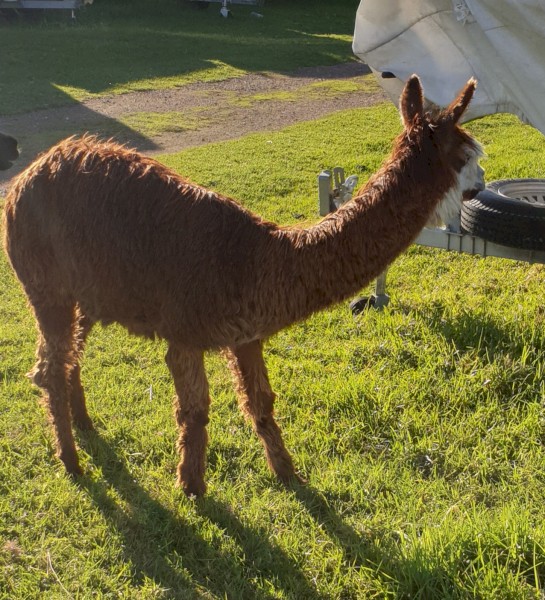 Male Intact Suri Alpaca 