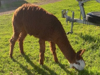 Male Intact Suri Alpaca 
