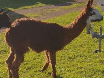 Male Intact Suri Alpaca 