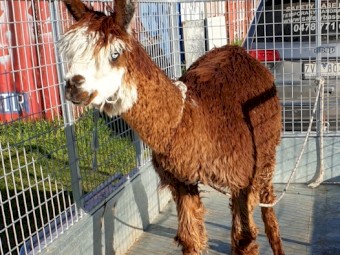 Male Intact Suri Alpaca 