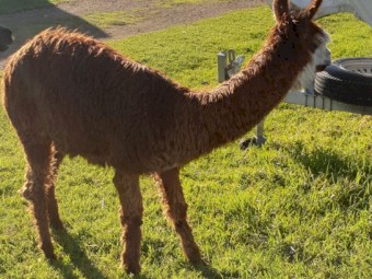 Male Intact Suri Alpaca 