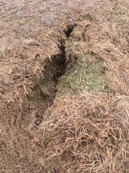 120 Vetch Hay 8x4x3 Bales