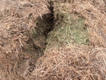 120 Vetch Hay 8x4x3 Bales