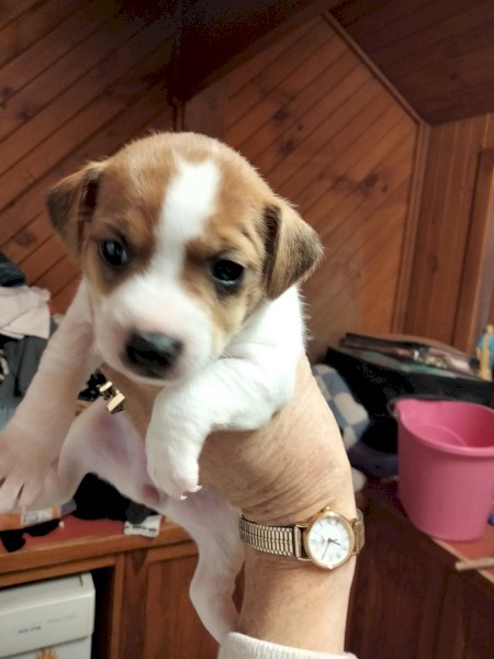 1 female Jack Russell Pups.