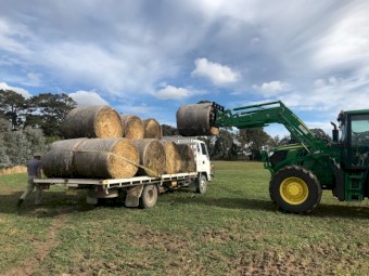 Hay Bales - 5x4 Round - fresh cut Eurabbie Oats