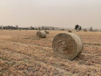 Hay Bales - 5x4 Round - fresh cut Eurabbie Oats