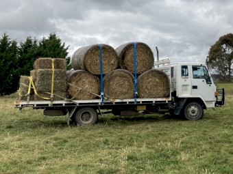 Hay Bales - 5x4 Round - fresh cut Eurabbie Oats