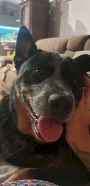 Pure Bread Cattle Dog