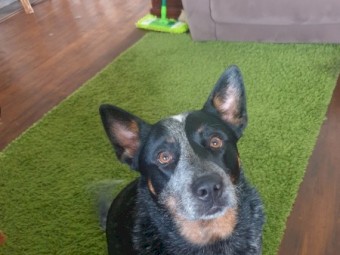 Pure Bread Cattle Dog