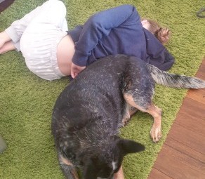 Pure Bread Cattle Dog