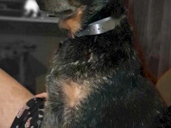 Pure Bread Cattle Dog