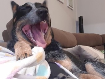 Pure Bread Cattle Dog