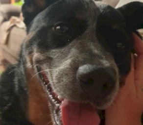 Pure Bread Cattle Dog