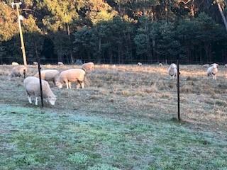 21 x Poll Dorset maiden ewes ready for joining for spring lambing