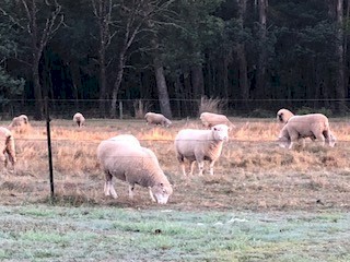 21 x Poll Dorset maiden ewes ready for joining for spring lambing