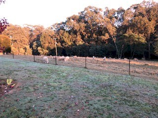 21 x Poll Dorset maiden ewes ready for joining for spring lambing