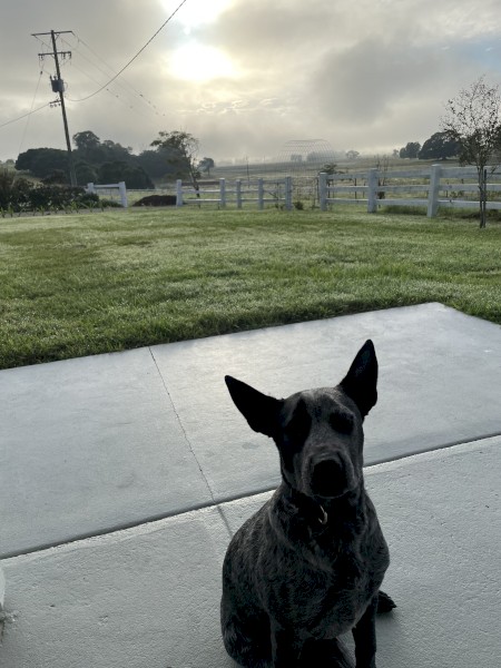 Blue Heeler 6 months 