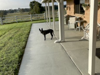 Blue Heeler 6 months 