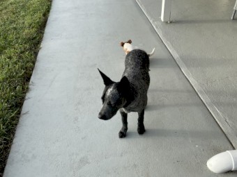 Blue Heeler 6 months 