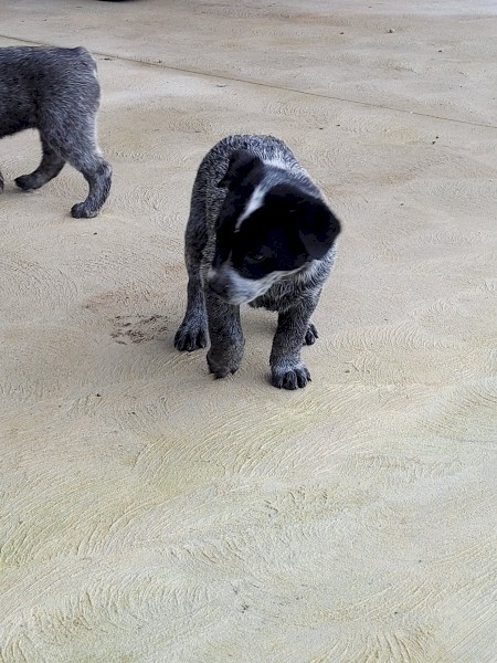 BLUE HEELER 
