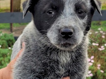 BLUE HEELER 
