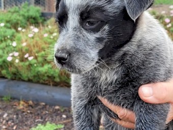 BLUE HEELER 