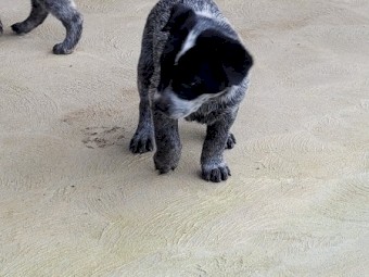 BLUE HEELER 
