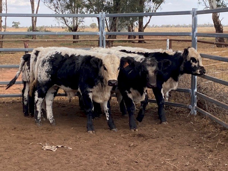 7 x F1 Speckle Park Cross steers