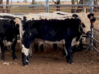 7 x F1 Speckle Park Cross steers