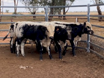 7 x F1 Speckle Park Cross steers
