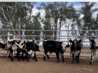 7 x F1 Speckle Park Cross steers