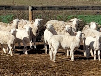 Australian White Ewes