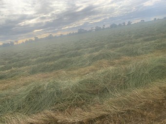 Oaten Ryegrass Hay 550kg+ 8x4x3 Bales