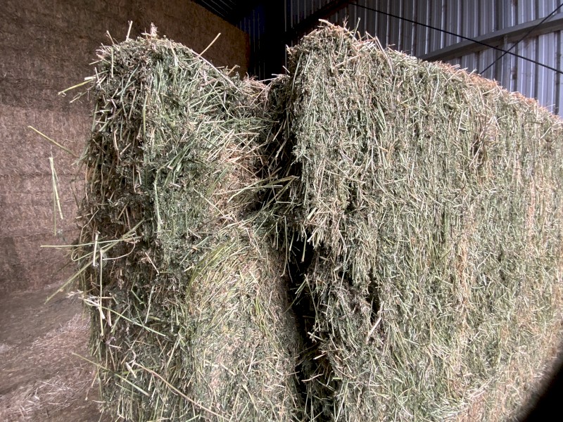 Lucerne Hay