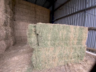 Lucerne Hay