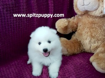 Japanese Spitz Puppies For Sale Farm Tender