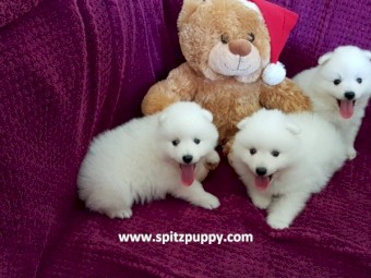 Japanese Spitz Puppies For Sale Farm Tender