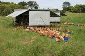 WANTED Chicken Caravan/Trailer