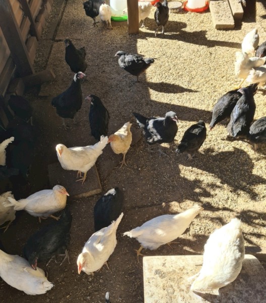 Chickens Free Range Ready in 2 weeks