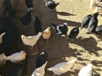 Chickens Free Range Ready in 2 weeks