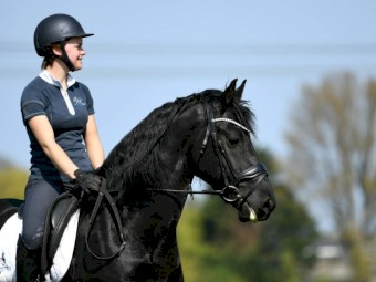 Friesian Gelding for Sale 