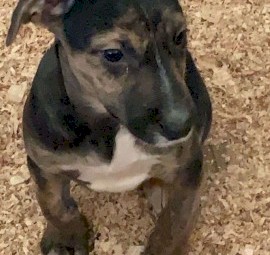 10 week old Border Collie Cross Pup