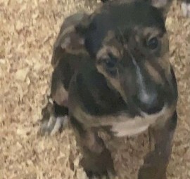 10 week old Border Collie Cross Pup