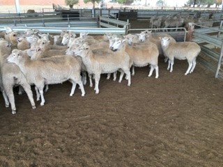First Cross Ewes SIL as Twins to Poll Dorset