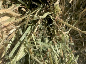 Rye Grass Hay 550Kg 8x4x3 Bales