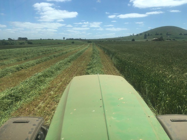 Moby Barley Hay Small Squares