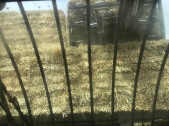 Moby Barley Hay Small Squares