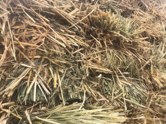 Moby Barley Hay Small Squares